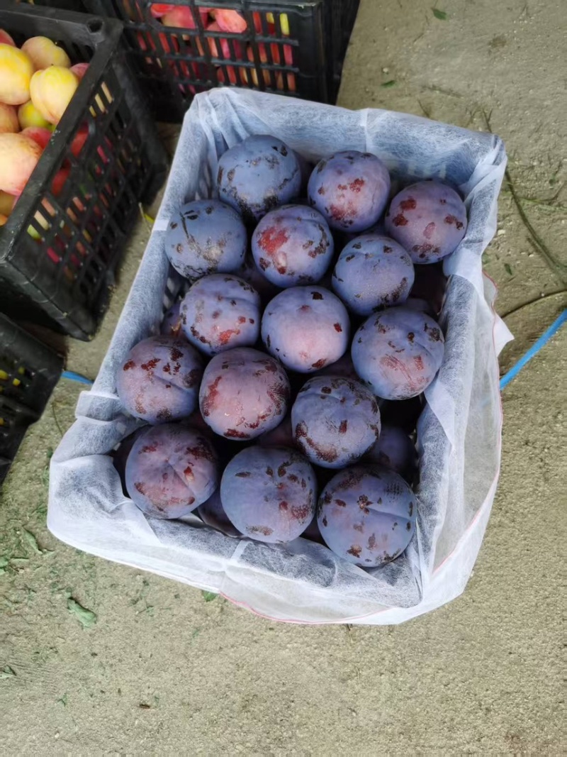 辽宁营口常年供应李子，大棚黑李，红李，欢迎老板随时进店咨询