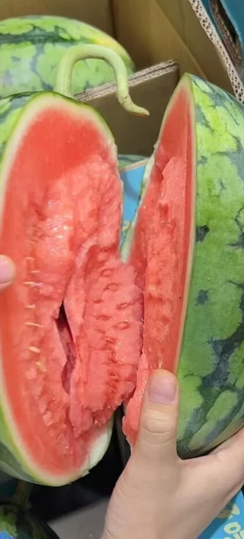 西瓜甘美4k/大量上市/产地直供/保质保量/欢迎采购