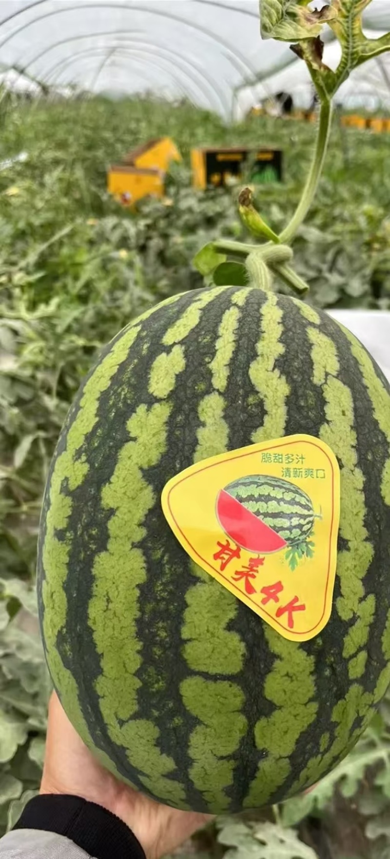 西瓜甘美4k/大量上市/产地直供/保质保量/欢迎采购