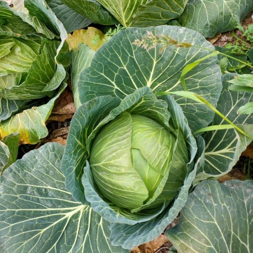 脆包菜