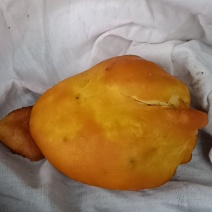 鸡宝