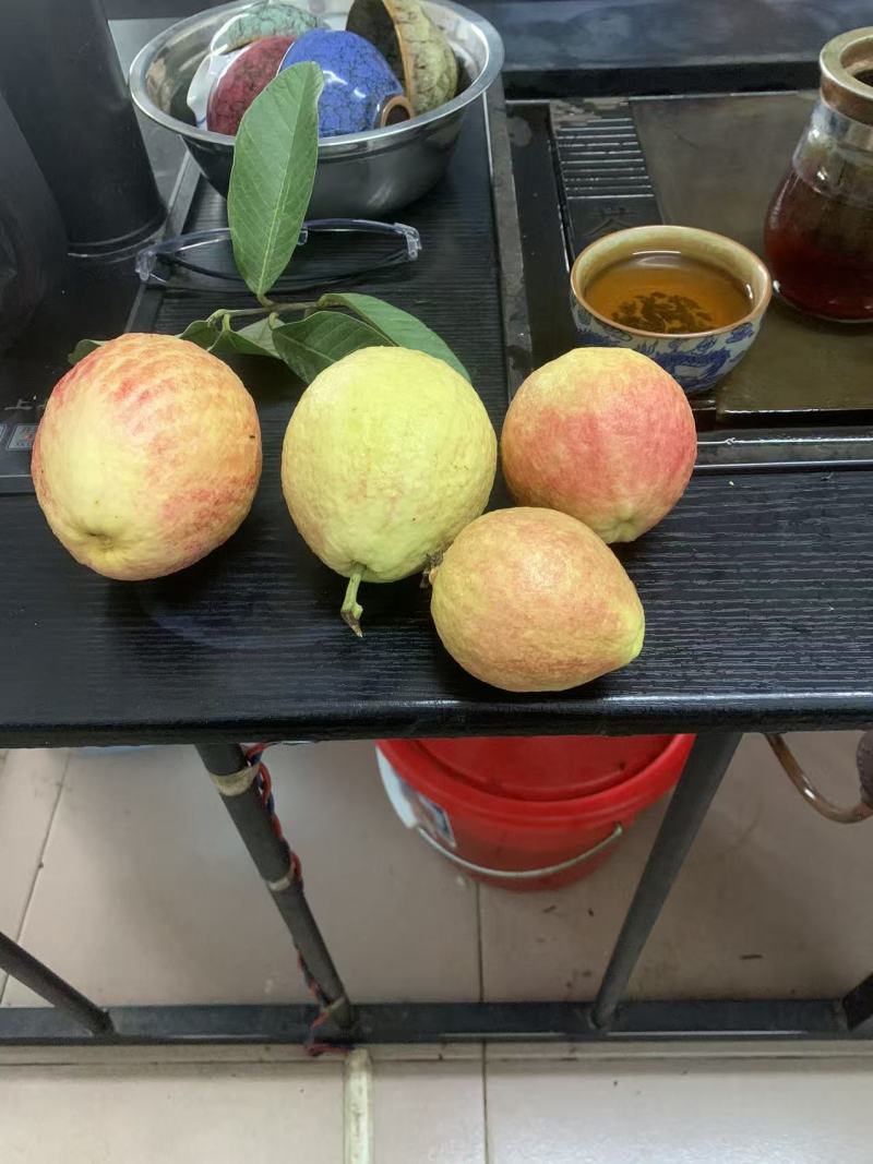 芭乐一级果渠道果各种规格包装
