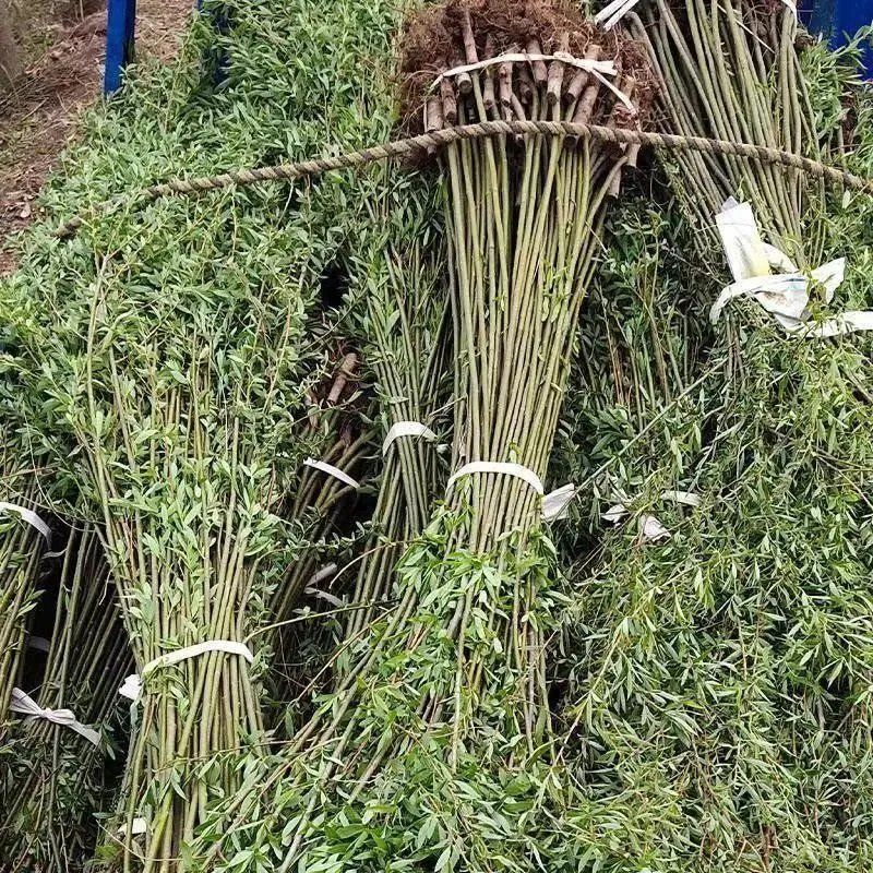 柳树苗，青皮垂柳，金丝垂柳，竹柳，直柳，黄金柳，大小规格