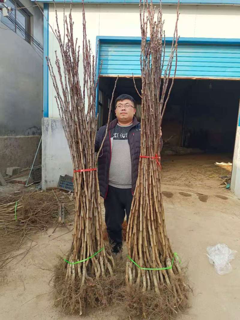 山楂苗批发