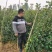 山楂苗批发