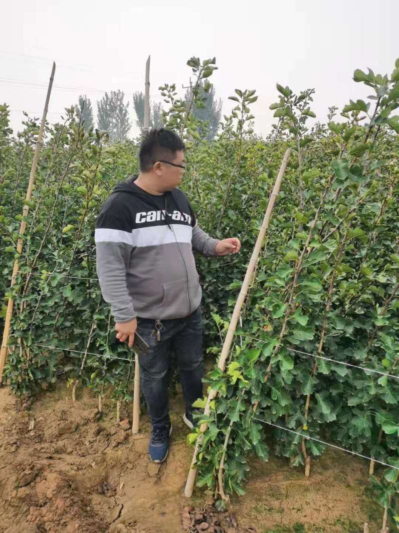 山楂苗批发