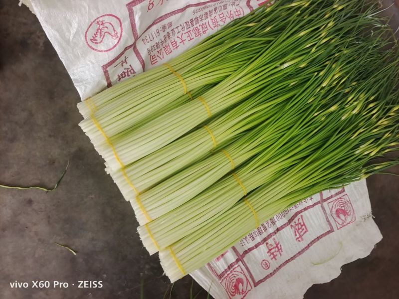 汉源蒜苔，嫩，鲜，香，脆，口感好，价格也便宜了
