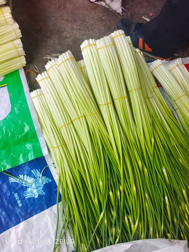 汉源蒜苔，嫩，鲜，香，脆，口感好，价格也便宜了