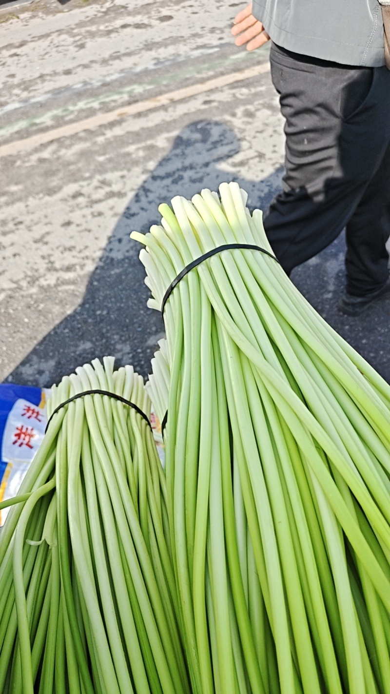 汉源蒜苔，嫩，鲜，香，脆，口感好，价格也便宜了