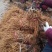 猕猴桃苗品种