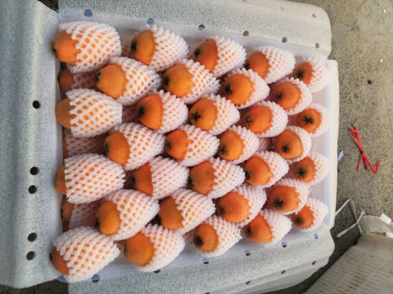 早种枇杷
