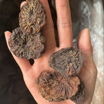 肉苁蓉油性好肉大芸内蒙实拍大芸片现货肉苁蓉个