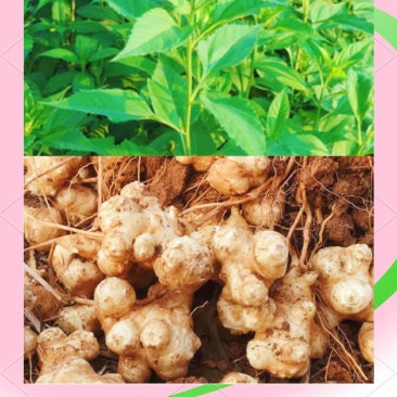 菊芋种子亩产3-5吨