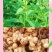 菊芋种子亩产3-5吨