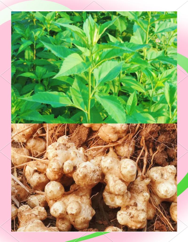 菊芋种子亩产3-5吨
