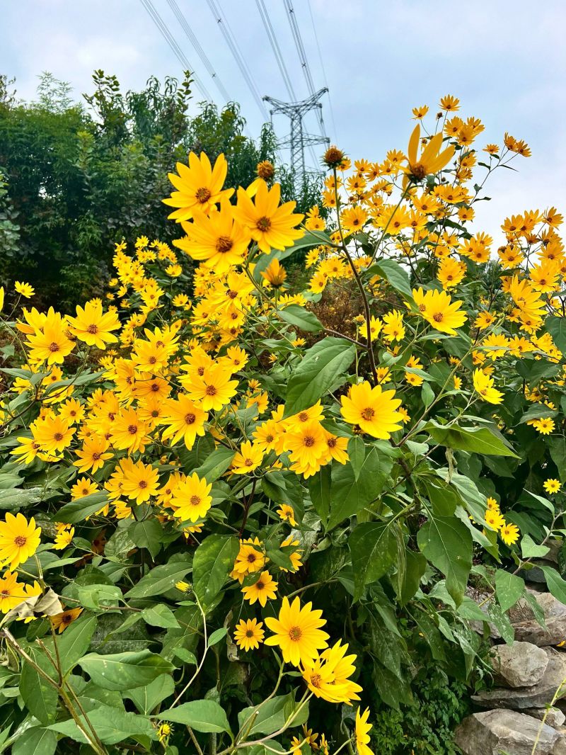 菊芋种子亩产3-5吨