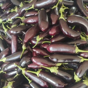 蔬菜之乡，寿光大棚长茄