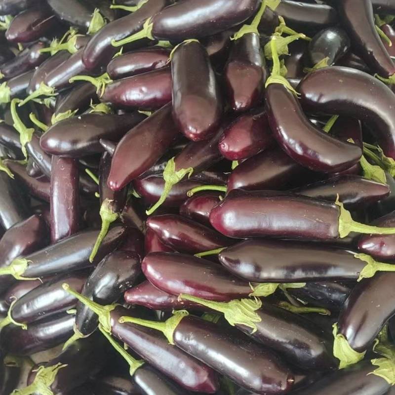 蔬菜之乡，寿光大棚长茄
