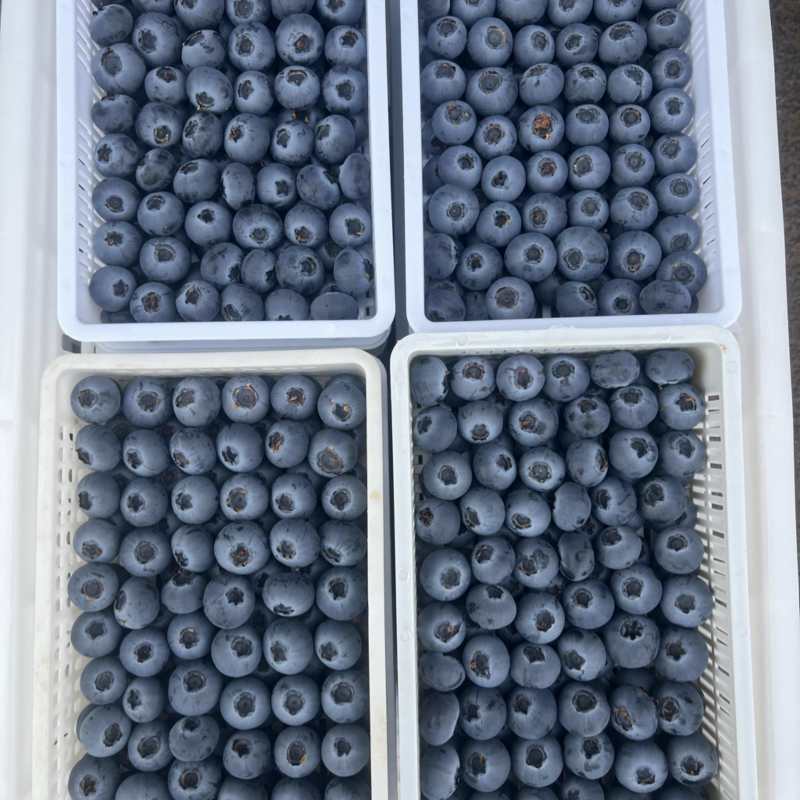 F6蓝莓大量上市，山东蓝莓基地质优价廉质量保证一手货源