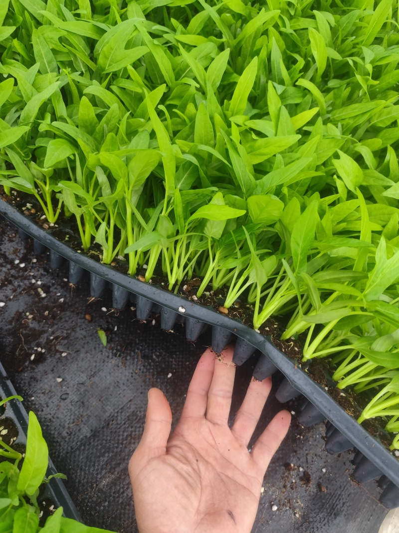 空心菜穴盘苗壮硕柳叶和粗叶均有根系发达成活率高