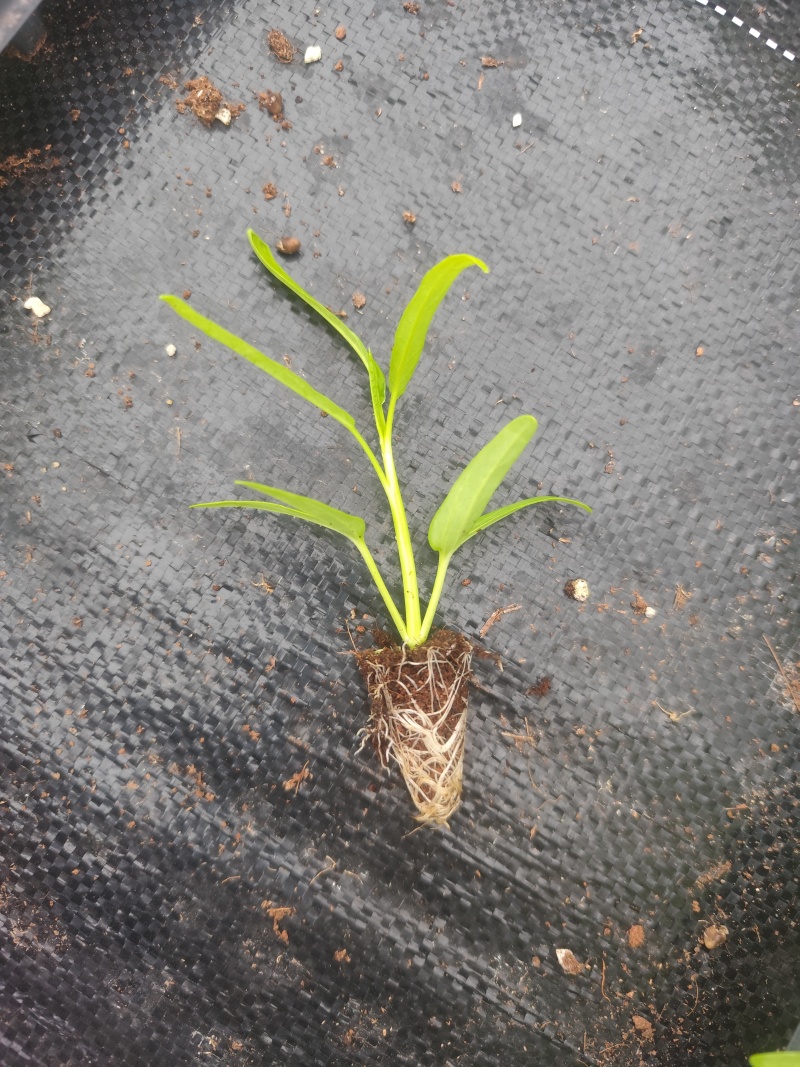 空心菜穴盘苗壮硕柳叶和粗叶均有根系发达成活率高