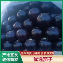 紫光和快圆茄市场量大落价市0.5-0.8元欢迎联系