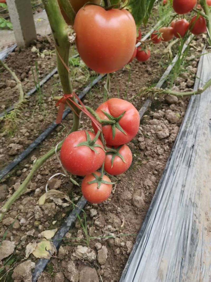 饶阳硬粉西红柿