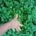 广西钦州浦北铁杆青香菜种植户