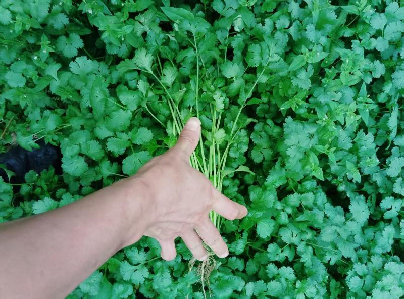 广西钦州浦北铁杆青香菜种植户