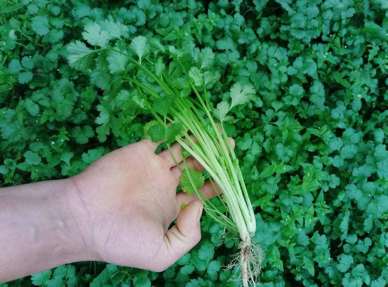 广西钦州浦北铁杆青香菜种植户