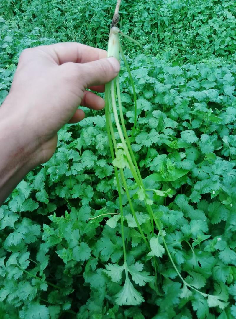 广西钦州浦北铁杆青香菜种植户