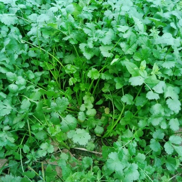 广西钦州浦北铁杆青香菜种植户