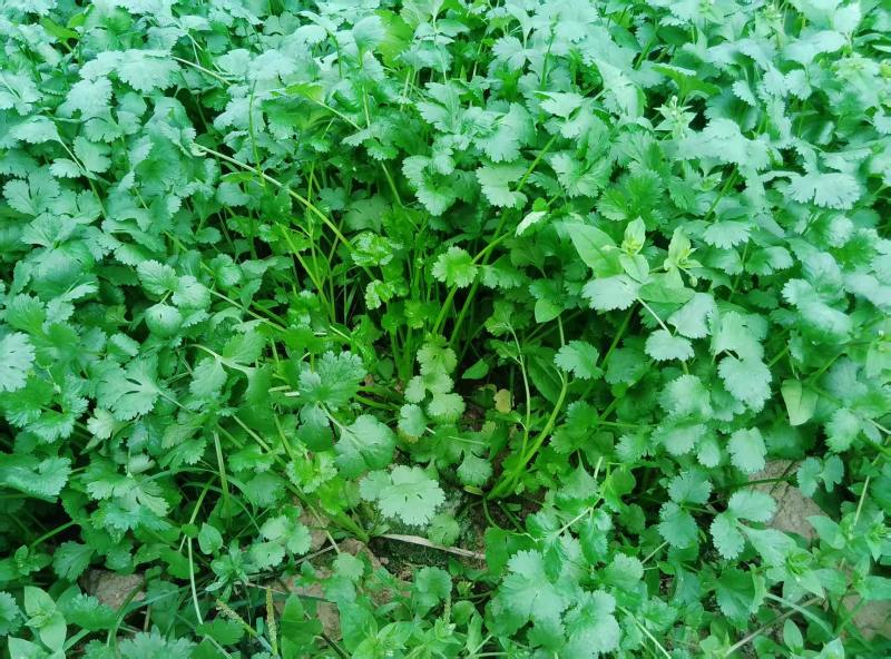 广西钦州浦北铁杆青香菜种植户