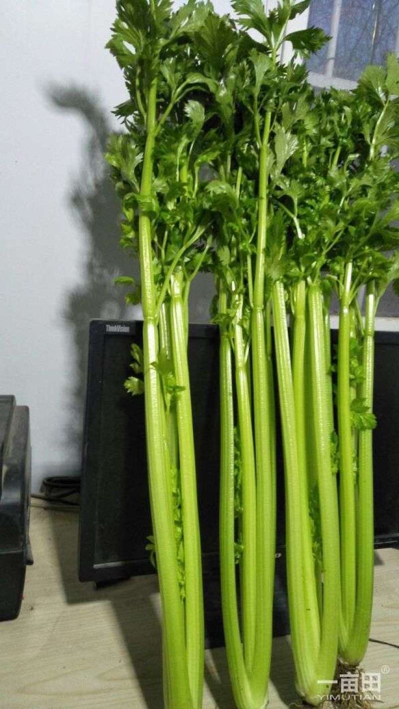 精品法国皇后西芹