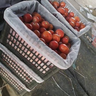 硬粉西红柿河北省衡水市饶阳县