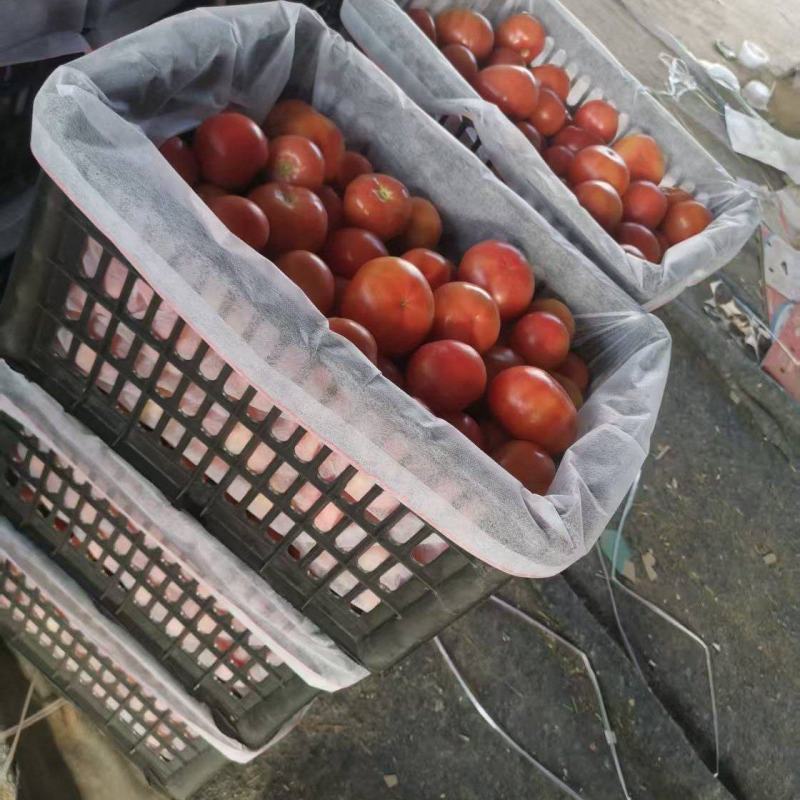 硬粉西红柿河北省衡水市饶阳县