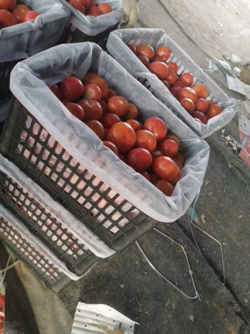 硬粉西红柿河北省衡水市饶阳县