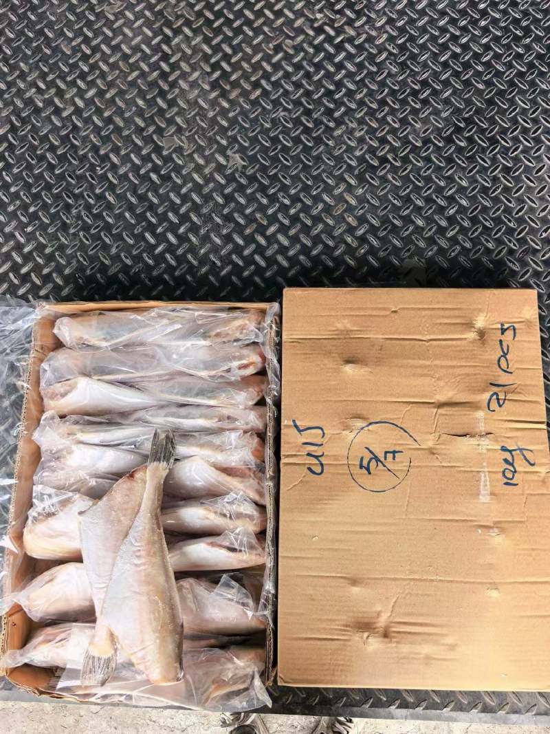 套袋耗儿鱼条数在：20条上
