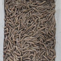 鲜活沙虫