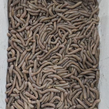 鲜活沙虫