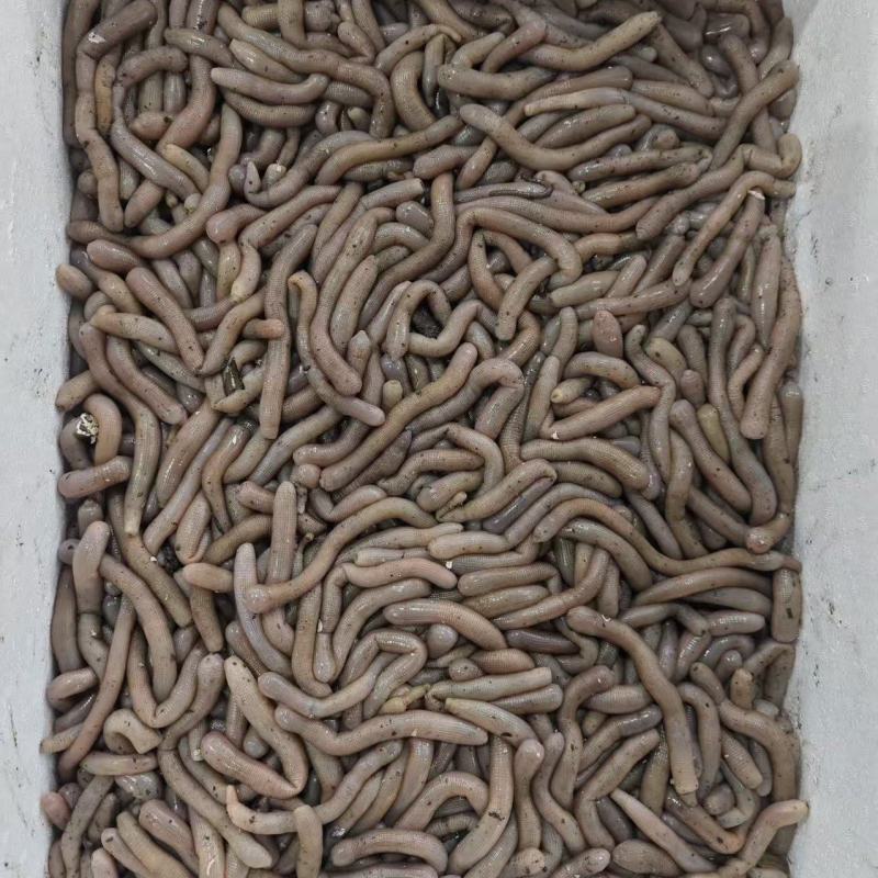 鲜活沙虫