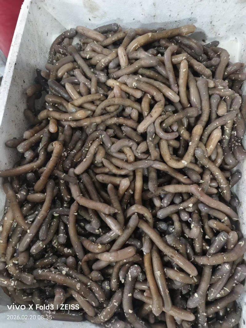 鲜活沙虫