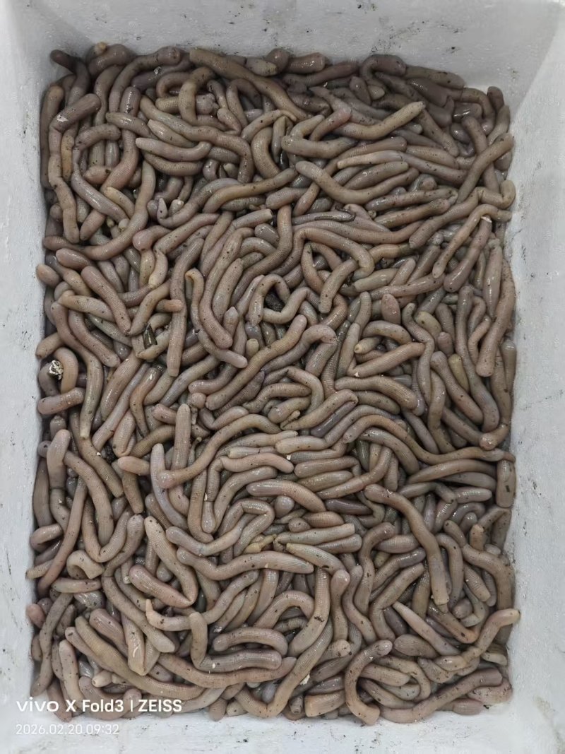 鲜活沙虫