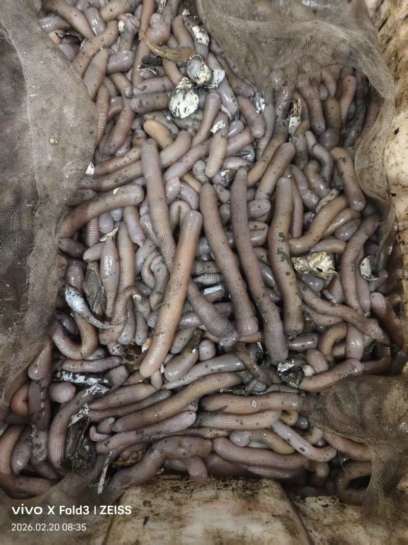 鲜活沙虫