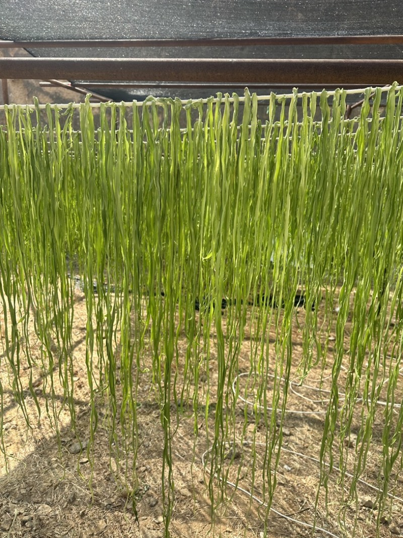 云南楚雄高山贡菜