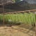 云南楚雄高山贡菜