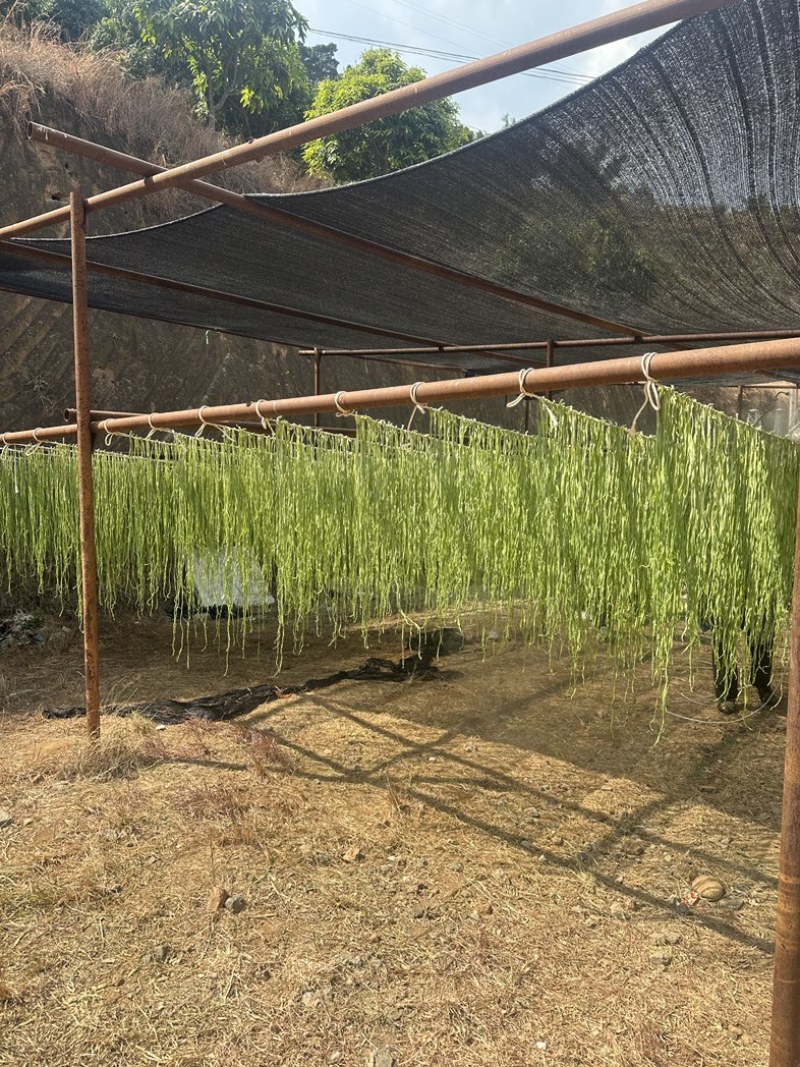 云南楚雄高山贡菜