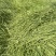 云南楚雄高山贡菜