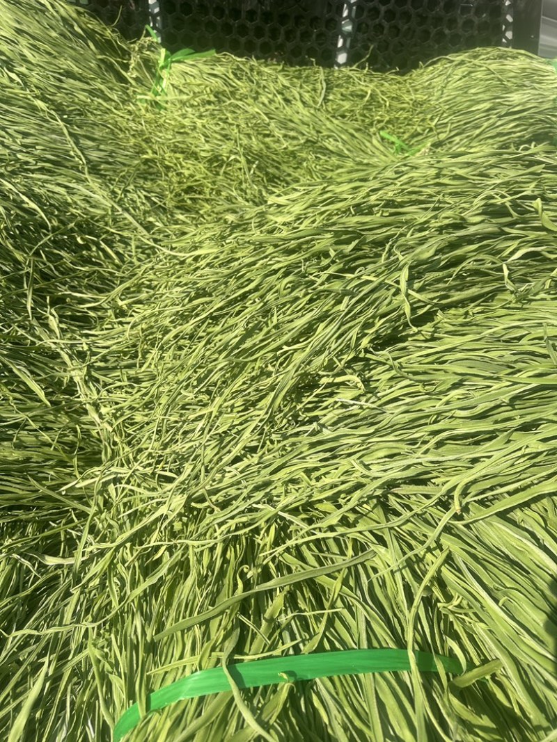 云南楚雄高山贡菜