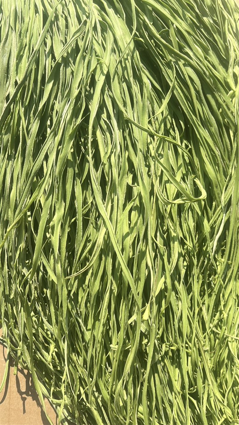 云南楚雄高山贡菜